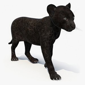 Panther Cub Rigged model