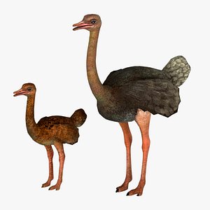 3D adult ostrich and ostrich chick  rig  high-poly  textured