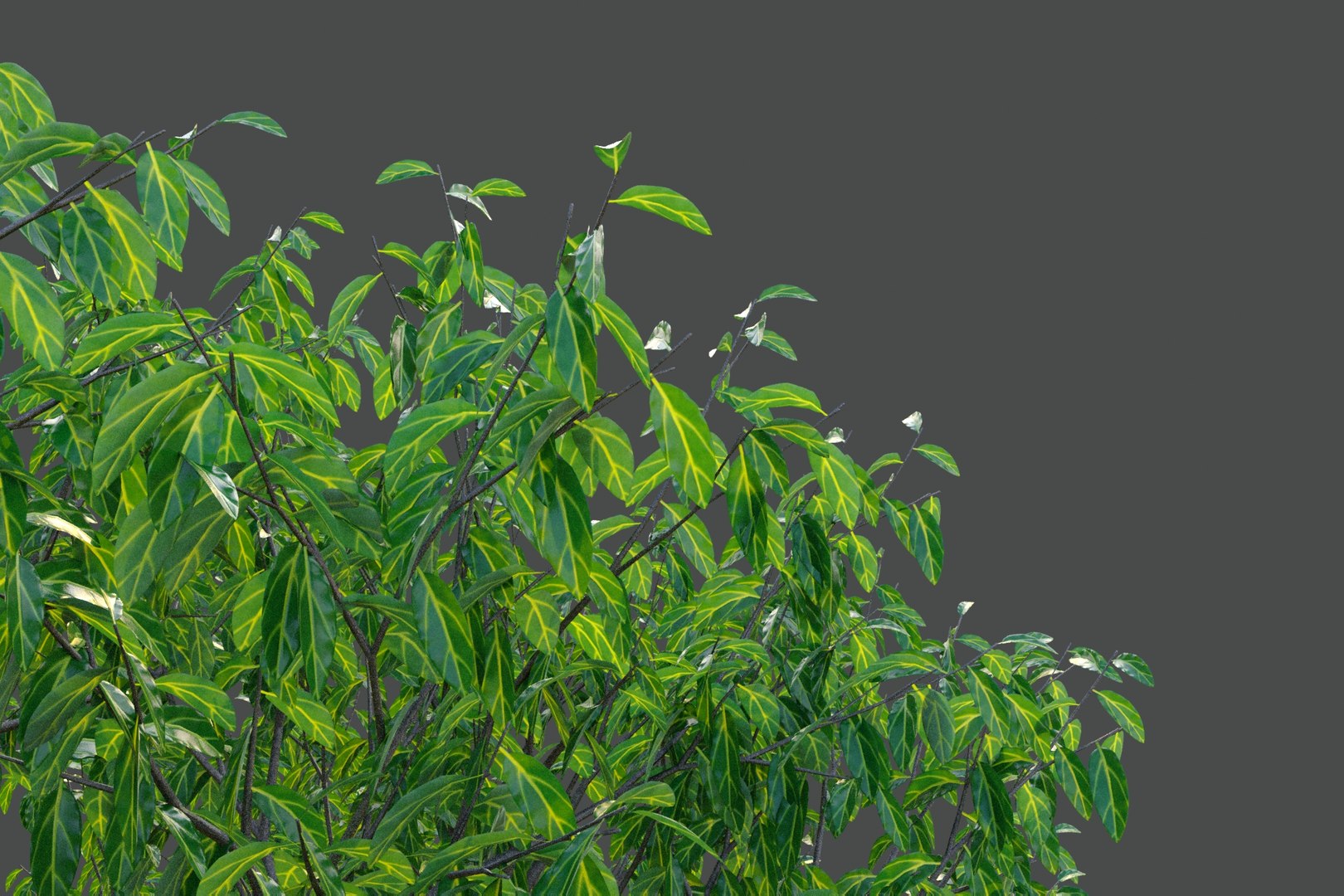 XfrogPlants Neolitsea Sericea 3D https://p.turbosquid.com/ts-thumb/1s/uPUXSm/0N/neolitsea_4/jpg/1621622899/1920x1080/fit_q87/21b12bed29d5fbf181ed26cdaebc0f2fceb6e78f/neolitsea_4.jpg