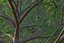 XfrogPlants Neolitsea Sericea