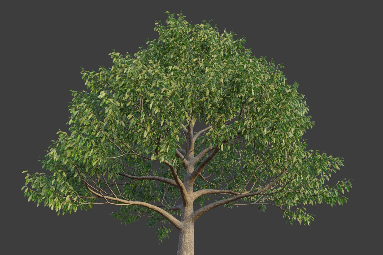 XfrogPlants Neolitsea Sericea 3D https://p.turbosquid.com/ts-thumb/1s/uPUXSm/bX/neolitsea/jpg/1621622894/1920x1080/fit_q87/7d5959f8f2b4d1fb9ab0570489a77131ac3b9c2e/neolitsea.jpg