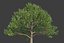 XfrogPlants Neolitsea Sericea