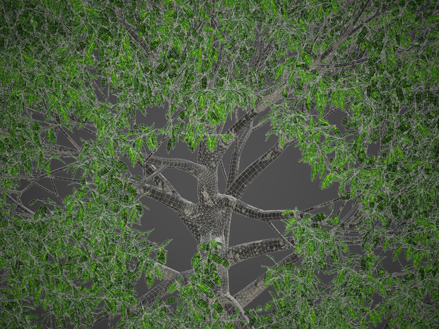 XfrogPlants Neolitsea Sericea 3D https://p.turbosquid.com/ts-thumb/1s/uPUXSm/oJ/screenshot002/jpg/1621622899/1920x1080/fit_q87/4d7633c5bfb83bd254dc005a811aaa0ddf05a8fb/screenshot002.jpg
