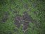 XfrogPlants Neolitsea Sericea