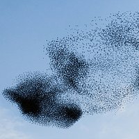 Animated Flock of Birds Swarm