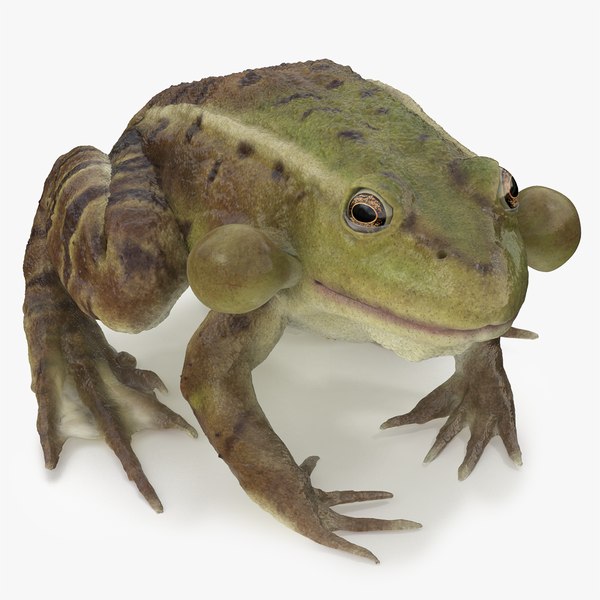 3D Swimming Pond Frog Rigged