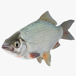 River Fish