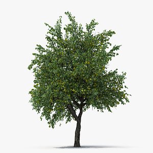 Pear Tree with Pears