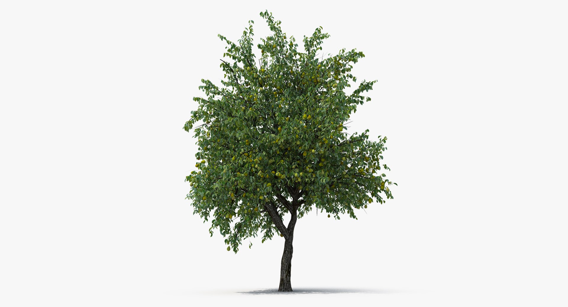 Pear Tree with Pears 3D model preview