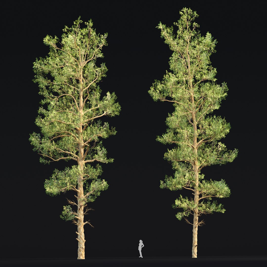 3D Realistic Conifer Trees Vol 287-3dsmax-Blender model https://p.turbosquid.com/ts-thumb/1t/Wabx6T/75/4/jpg/1736501782/1920x1080/fit_q87/c8dfbfd53337b514b1bc6ced44e1f7f0c2ff106d/4.jpg