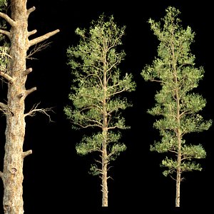 3D Realistic Conifer Trees Vol 287-3dsmax-Blender model