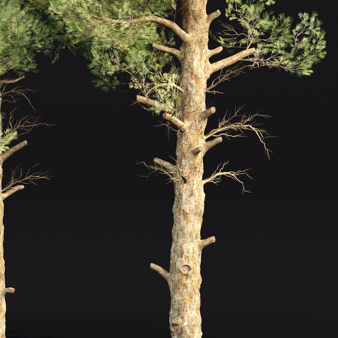 3D Realistic Conifer Trees Vol 287-3dsmax-Blender model https://p.turbosquid.com/ts-thumb/1t/Wabx6T/bg/2/jpg/1736501781/1920x1080/fit_q87/fa7f5f03e7b8cbc2abd7a2745bb5b6f1b45d62ed/2.jpg