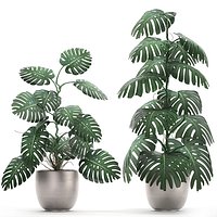 Monstera in a  pot for the interior 692