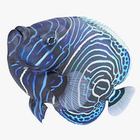 Juvenile Emperor Angelfish Blue Rigged For Maya