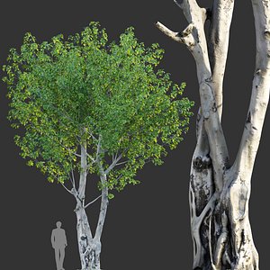 Ficus religiosa - Sacred Fig 3D model
