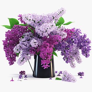 lilac flower