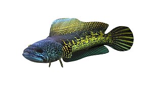fish sneakhead model