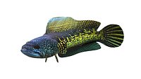 channa barca snakehead fish