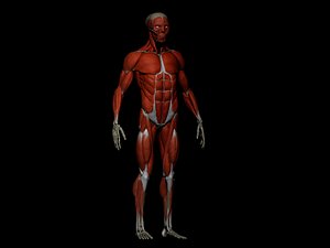 Male Ecorche - Human anatomy Bones and muscles
