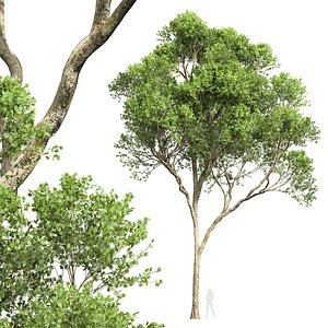3D New Plant High detail Acer Pseudoplatanus