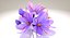 Crocus Blossom