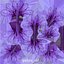 Crocus Blossom