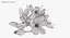 Crocus Blossom