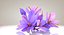 Crocus Blossom