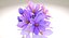 Crocus Blossom