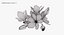 Crocus Blossom