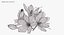 Crocus Blossom