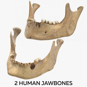 2 Human Jawbones