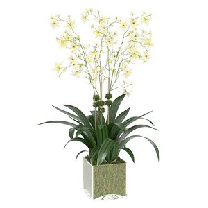 DIANE JAMES Cream Oncidium Orchid Arrangement