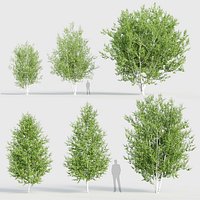 Betula papyrifera Paper birch 3D model
