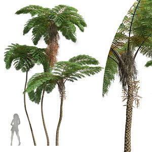 New Plant High detail Sphaeropteris Lepifera02 model