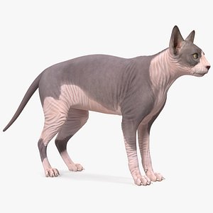 Sphynx Cat with Heterochromia