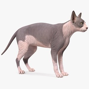 Sphynx Cat with Heterochromia