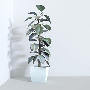 3ds ficus-elastica games baking