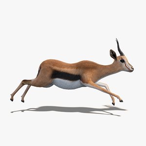 3D gazelle fur animation rig model