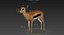 Gazelle (Fell) animiert