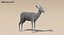 Gazelle (Fell) animiert