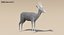 Gazelle (Fell) animiert