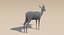 Gazelle (Fell) animiert