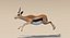 Gazelle (Fell) animiert