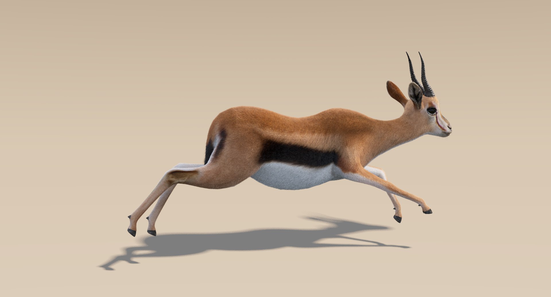3D gazelle fur animation rig model https://p.turbosquid.com/ts-thumb/1u/D0MaPg/XodYLchB/thomsongazelle5/png/1516894432/1920x1080/fit_q87/132a921fa4c9178bae93a2165f84d5d3ccc1891c/thomsongazelle5.jpg