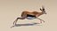 Gazelle (Fell) animiert