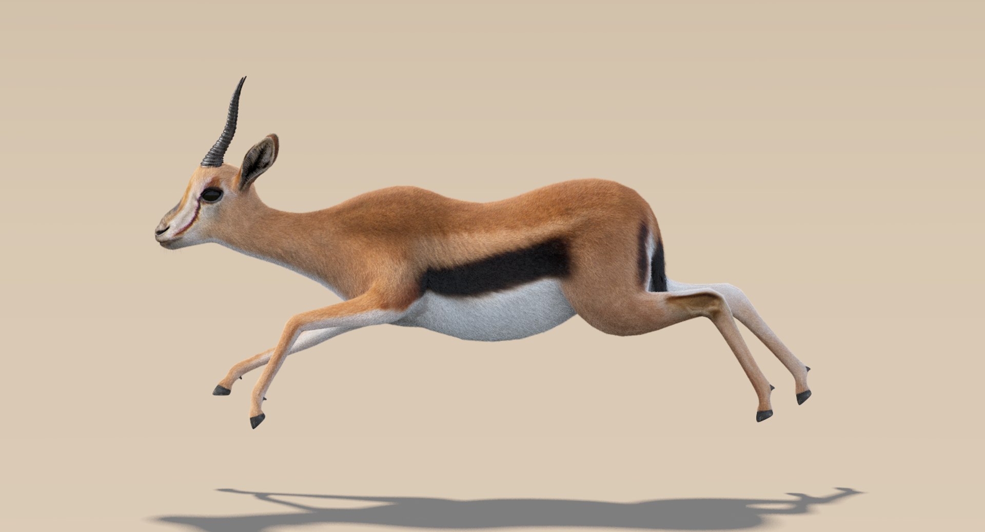 3D gazelle fur animation rig model https://p.turbosquid.com/ts-thumb/1u/D0MaPg/ZhKyzwfD/thomsongazelle4/png/1516889872/1920x1080/fit_q87/b88a6b16a257b9e96243c196beac86c6470dd532/thomsongazelle4.jpg