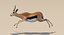Gazelle (Fell) animiert