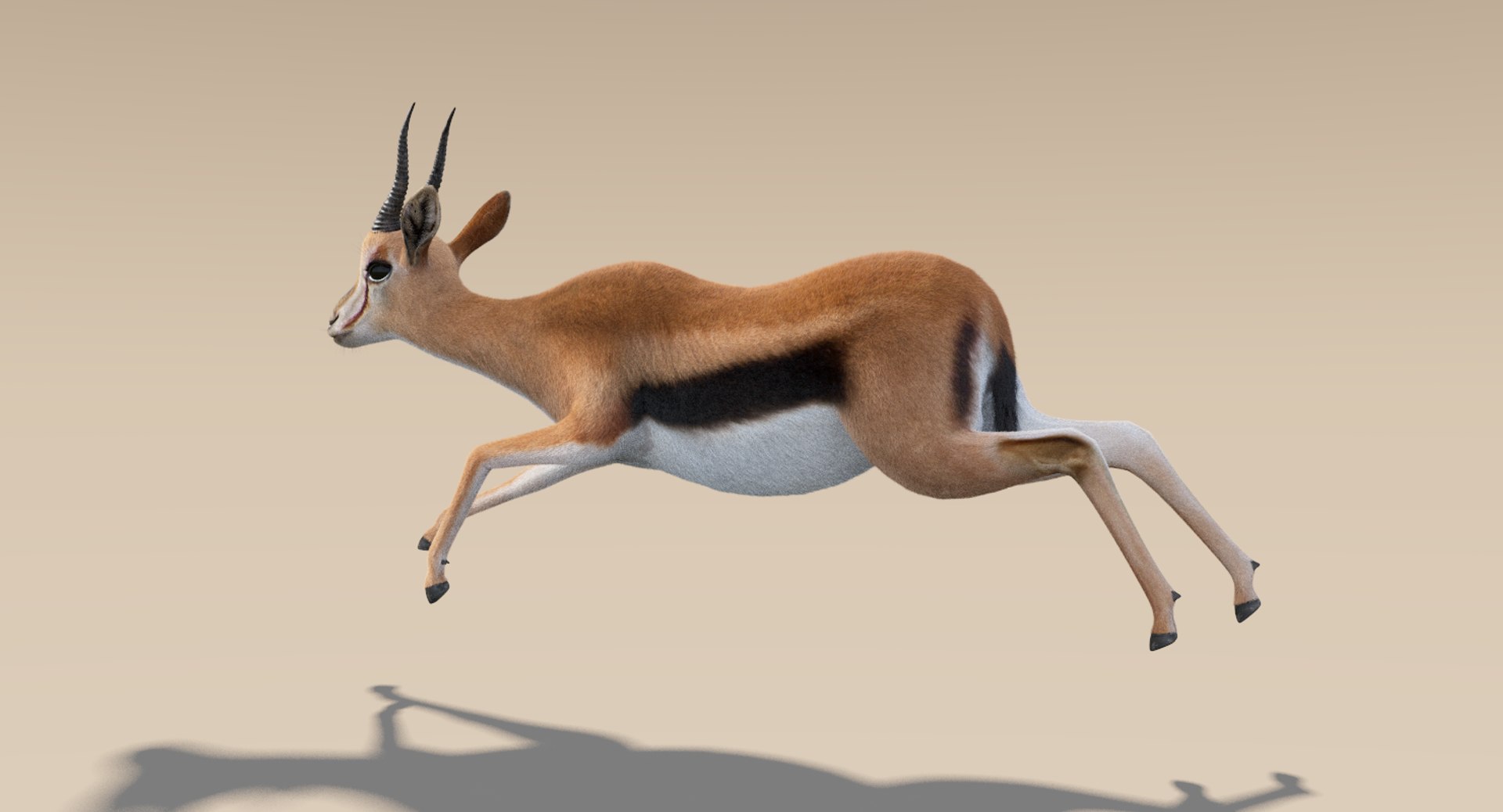 3D gazelle fur animation rig model https://p.turbosquid.com/ts-thumb/1u/D0MaPg/hV1eWPWN/thomsongazelle3/png/1516889725/1920x1080/fit_q87/ab2feb59560a30bbd34a5a7e778f0efced722ce6/thomsongazelle3.jpg