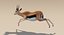 Gazelle (Fell) animiert